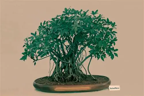 Schefflera som bonsai: Derfor er det det perfekte valg