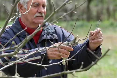 Tijd voor het snoeien van appelbomen