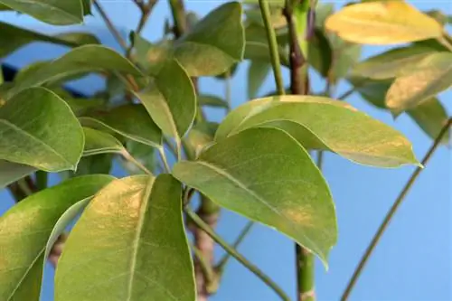 Daun kuning pada Schefflera: Penyebab & Solusi