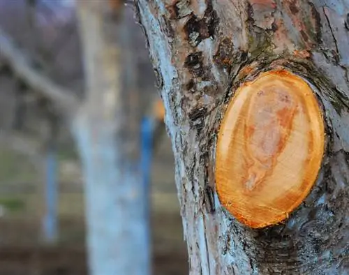 Autunno di taglio dell'albero di mele