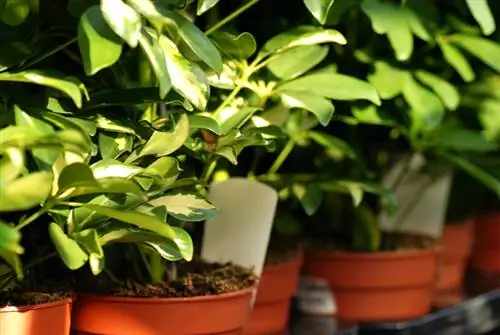 Watering Schefflera: Tips for proper water supply