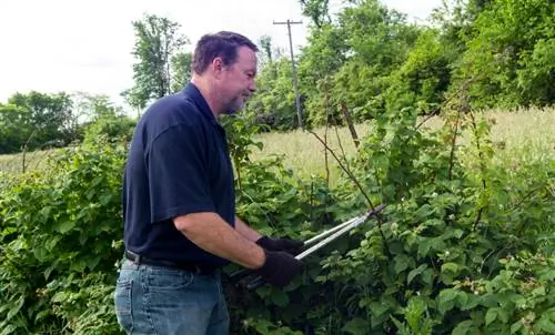 Kurangi raspberry