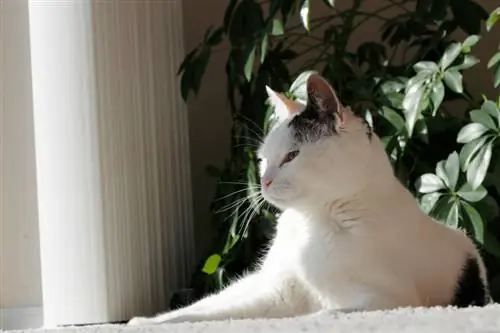 Schefflera gevaar voor katten