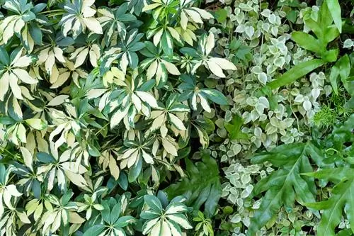 Accorcia Schefflera: in questo modo promuovi una crescita compatta