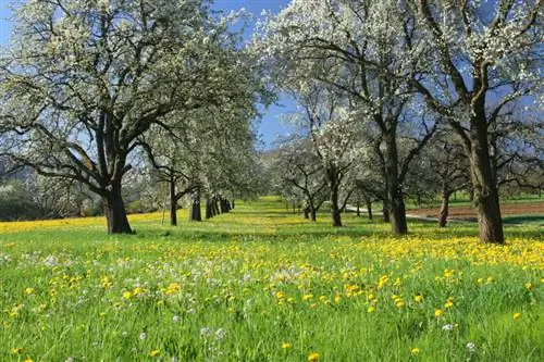 Standard apple tree: Why it makes sense in the garden