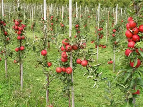 Vermeerder appelboom