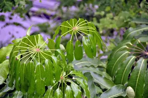 Schefflera wortelvrot