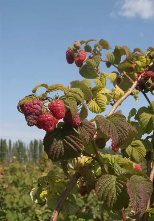 Propagate raspberries