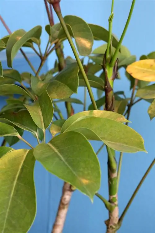 Dëmtuesit Schefflera: njohin, luftojnë dhe parandalojnë