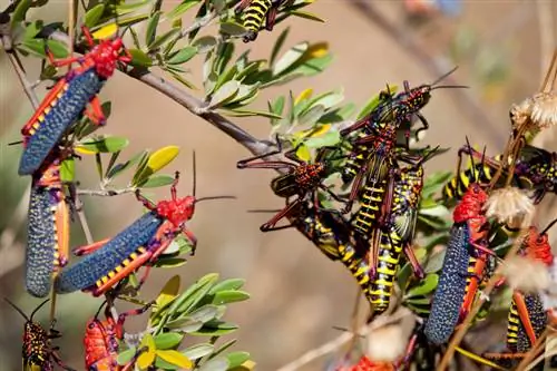 Olive tree pests