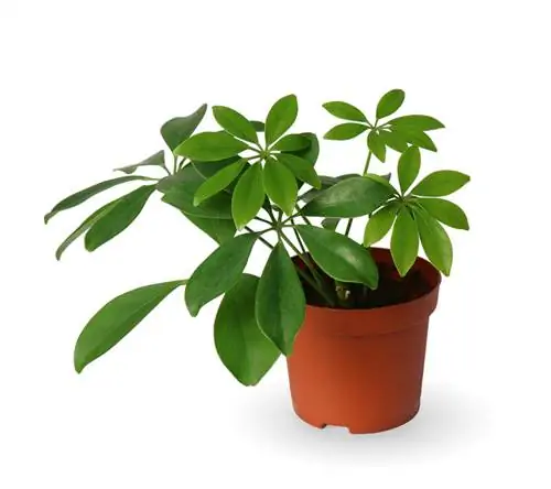 Repot Schefflera: Bila dan bagaimana anda melakukannya dengan betul?