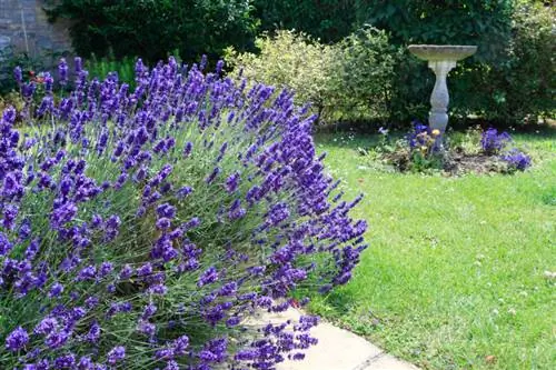 Lavender di taman: faktor lokasi penting sepintas lalu