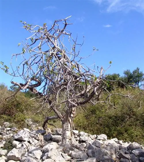 Pokok zaitun kehilangan daun