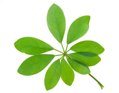 Schefflera губи листа