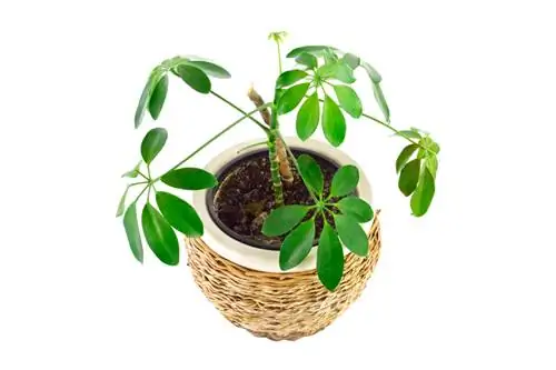 Schefflera-huisplant: versorging, ligging en voortplanting