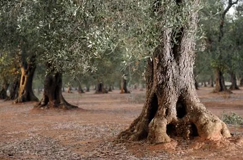 Olive tree trunk