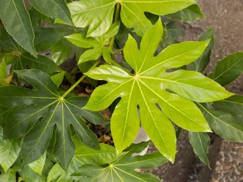 Indoor aralia and its toxicity: What you should know