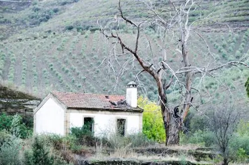 Yardım edin! Zeytin ağacım kuruyor! - Bunu şimdi yapabilirsin