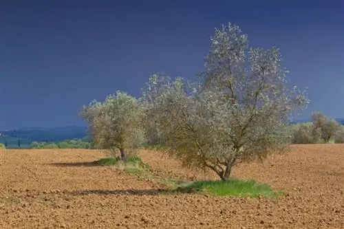 Olyfboom temperatuur