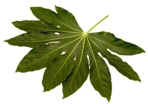 Aralia tira hojas