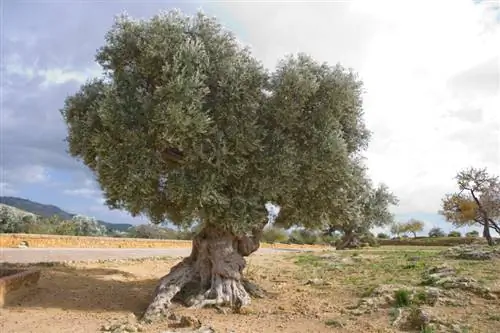 שורשי עץ הזית: הסתגלות וטיפים לטיפול