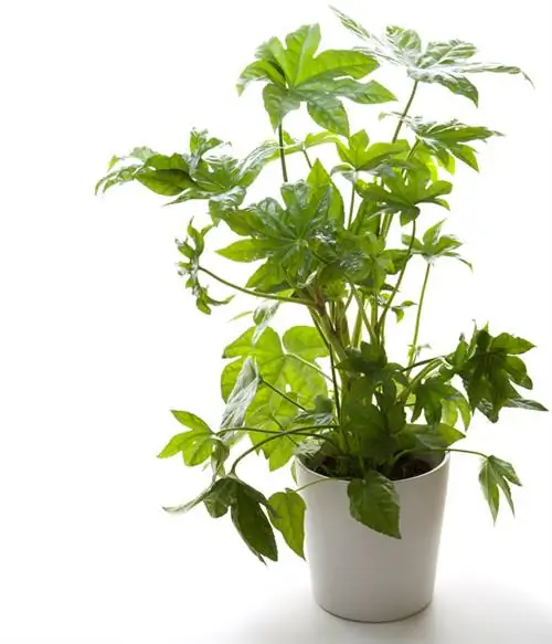 Aralia indoor d'acqua