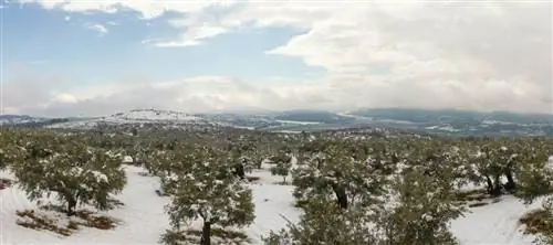 Is de olijfboom winterhard? Het trotseert dus vorst en kou