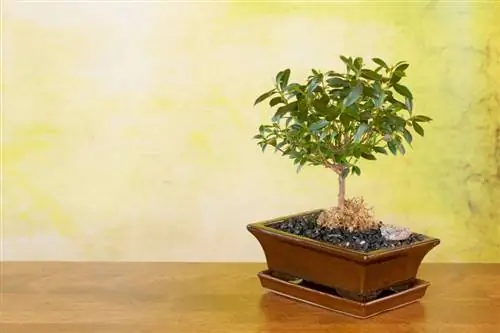 Grow your own olive tree: From seed to impressive tree