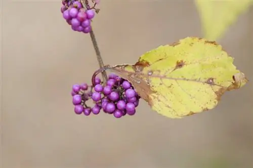 Moltiplica i bellissimi frutti cinesi