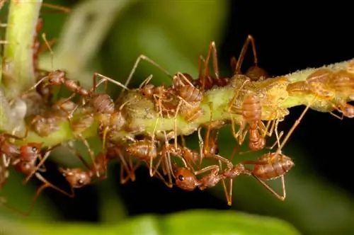 Insekti luskavci na oljkah: Kako jih prepoznam in se z njimi spopadem?