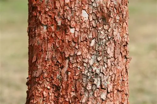 Apple tree red bark