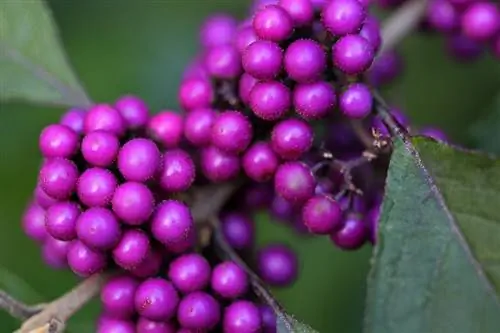 Love pearl bush: Poisonous or harmless to humans and animals?