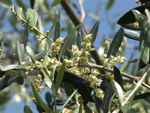 Growing olive trees: Get started successfully with these tips