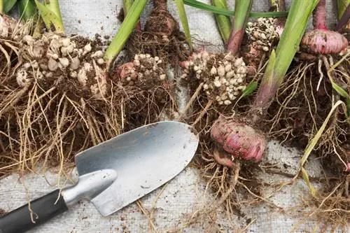 Overwintering gladioli: This is how you protect the magnificent plant