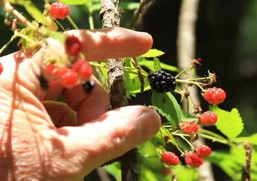 Blackberry-vossenlintworm