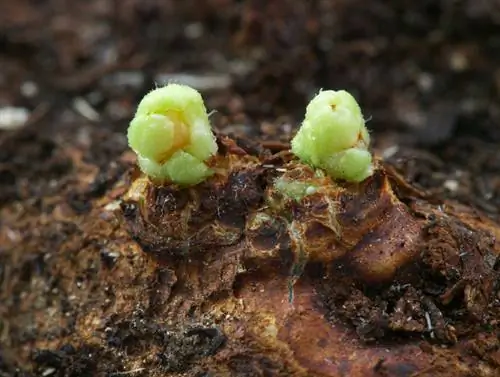 Gladiolos que hibernan en el jardín: cómo protegerlos adecuadamente