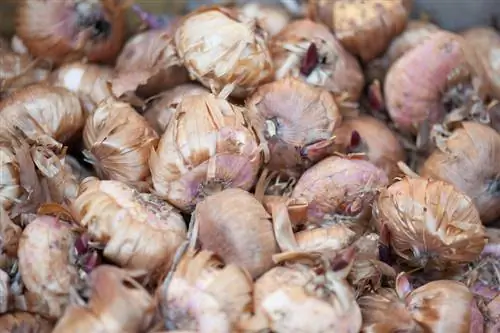 Storing gladiolus bulbs