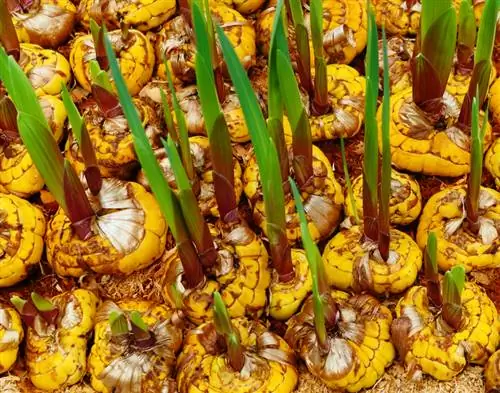 Lebih suka gladioli: Beginilah anda memulakan tempoh berbunga lebih awal