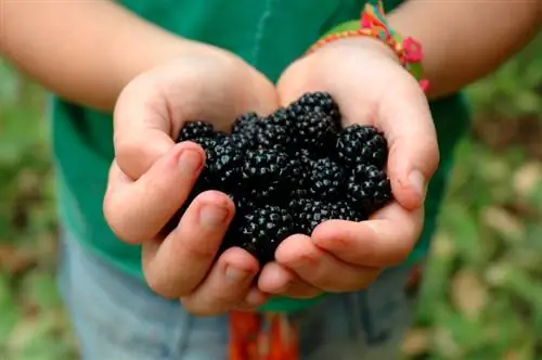 Fertilice las moras: así se asegura una rica cosecha