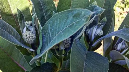 Plantera milkweed