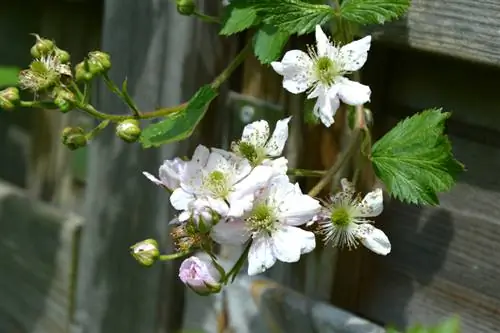 Blackberries in the garden