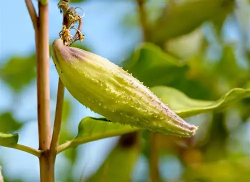 Papegaaiplanttoksisiteit: Wat moet in ag geneem word?