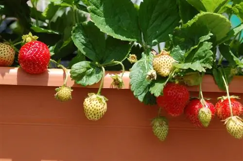 Aardbeien balkon