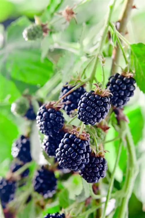 Blackberries na walang tinik