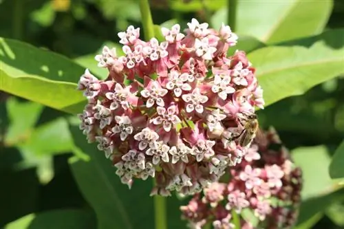 Φροντίδα Milkweed