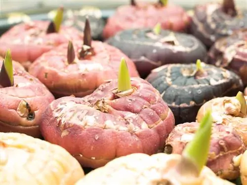 Gladiolenbollen: Alles over teelt, verzorging en vermeerdering