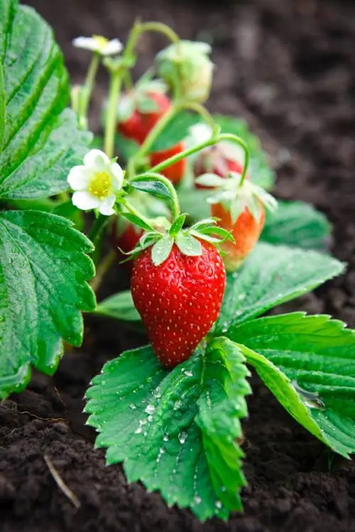 El suelo perfecto para abundantes cosechas de fresas