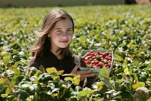 Récolter les fraises