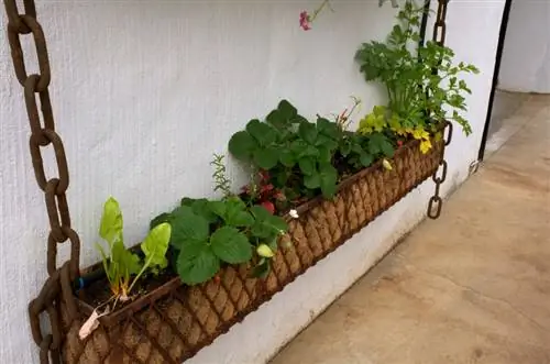 Strawberries in the flower box