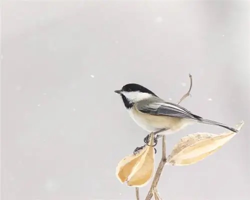 শীতকালে মিল্কউইড: কীভাবে গাছটিকে সঠিকভাবে রক্ষা করবেন